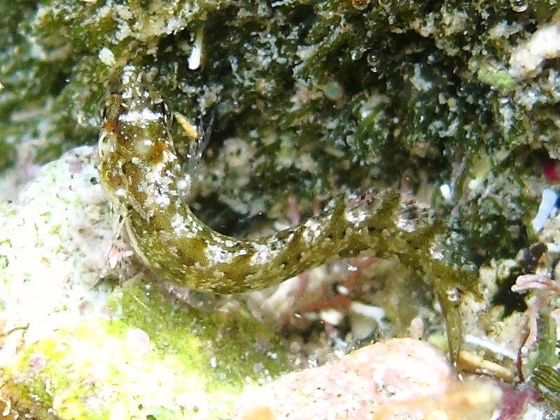 Clinitrachus argentatus (Bavosella d''alga)